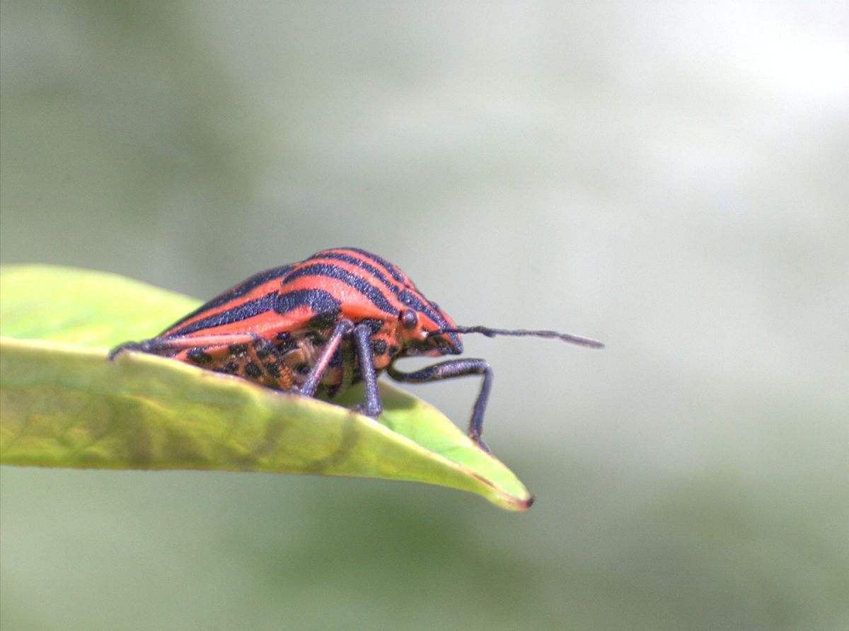 Graphosoma lineatum italicum